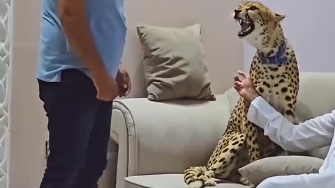 Dengerous Cheetah