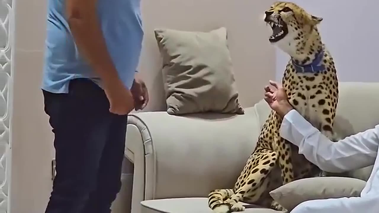 Dengerous Cheetah