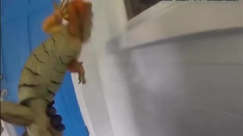 Police Accused of Using Excessive Force on Iguana