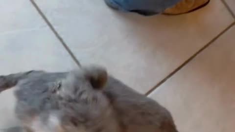 Buster's Rocking His New Haircut!