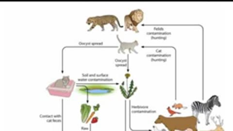 Toxoplasmosis toxoplasma cats spread