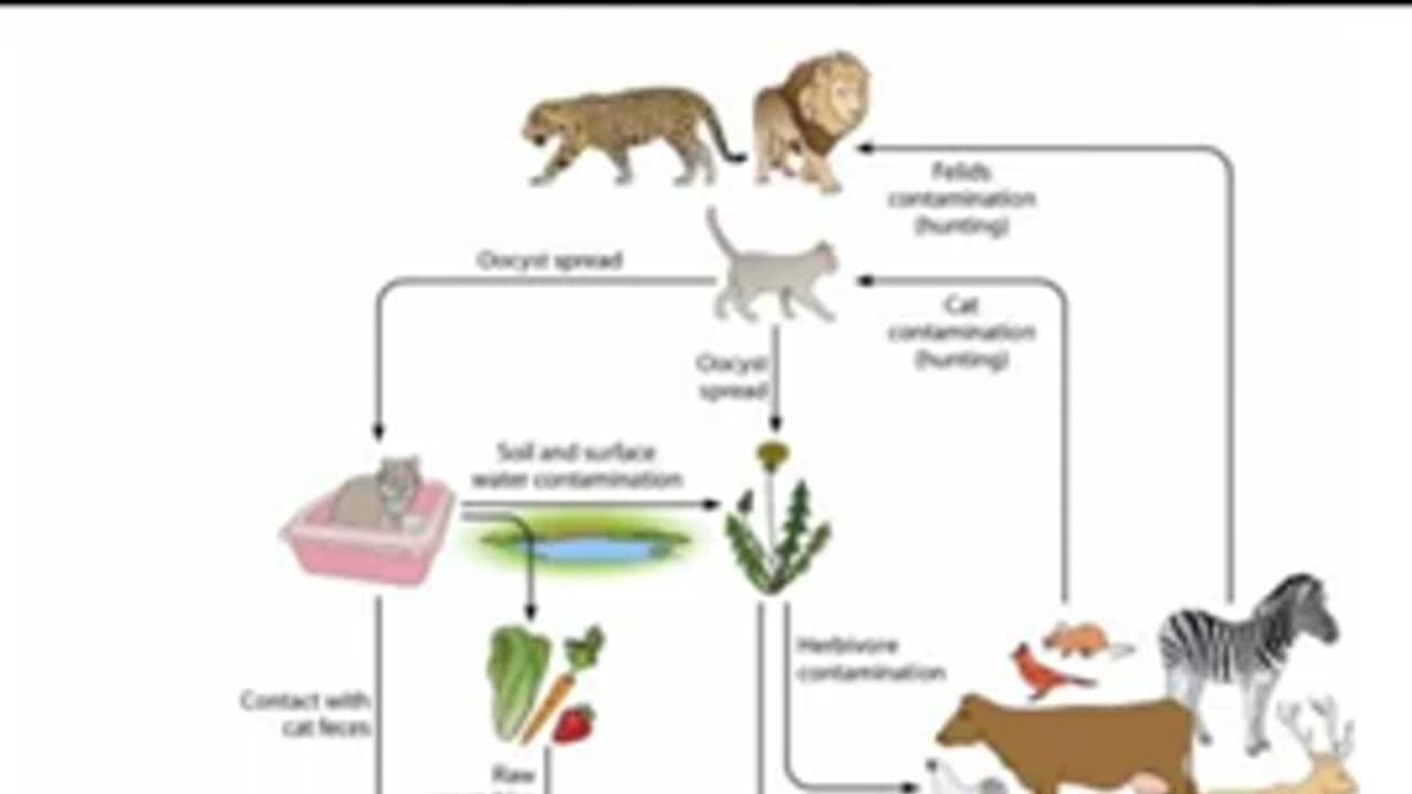 Toxoplasmosis toxoplasma cats spread