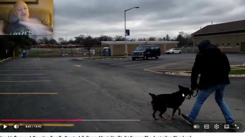 Flipping the Script on Keven Murdaugh's Copy Cat Cesar Millan Approach - Pt 3