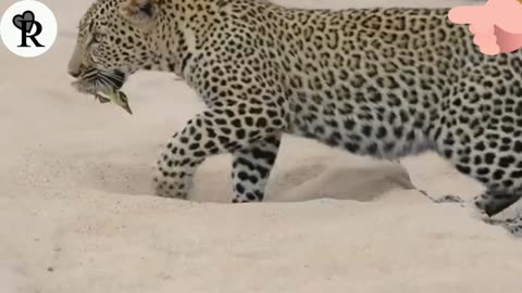 Innocent Baby Bird Walks up to Leopard-Crazy Ending