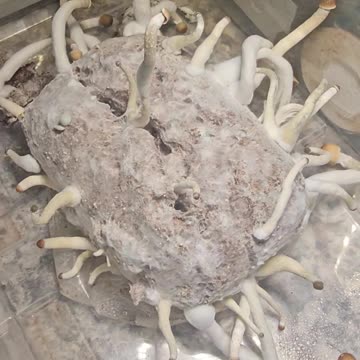 Costa rica Medicnal Mushrooms