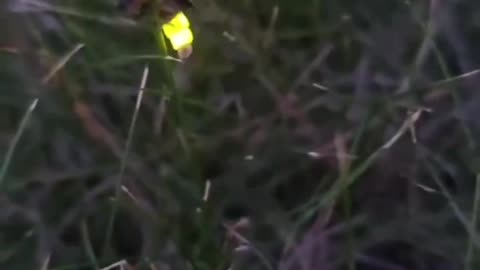 We are the last generation to witness fireflies, Save the magic of summer nights.. 🌟🥰