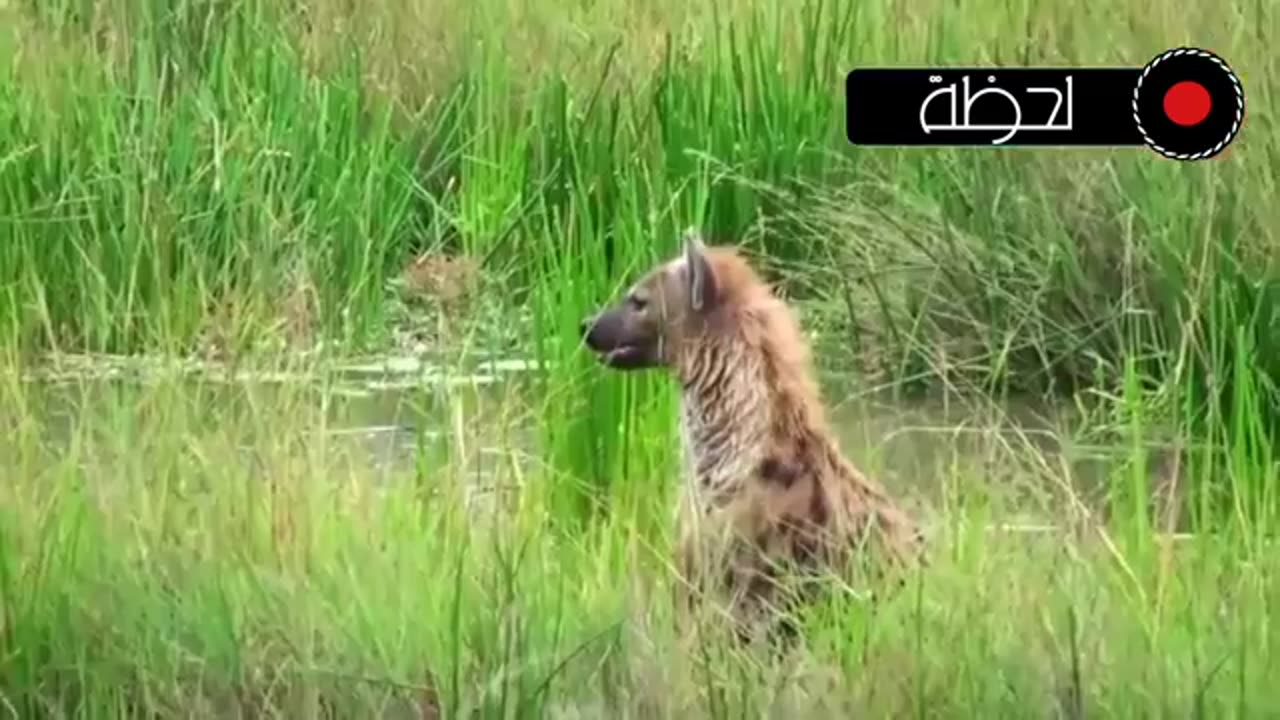 animals