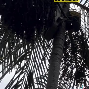 Robô faz colheita de açaí no Brasil