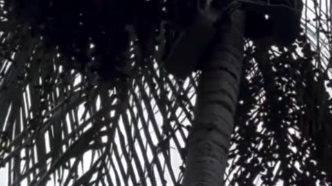 Robô faz colheita de açaí no Brasil