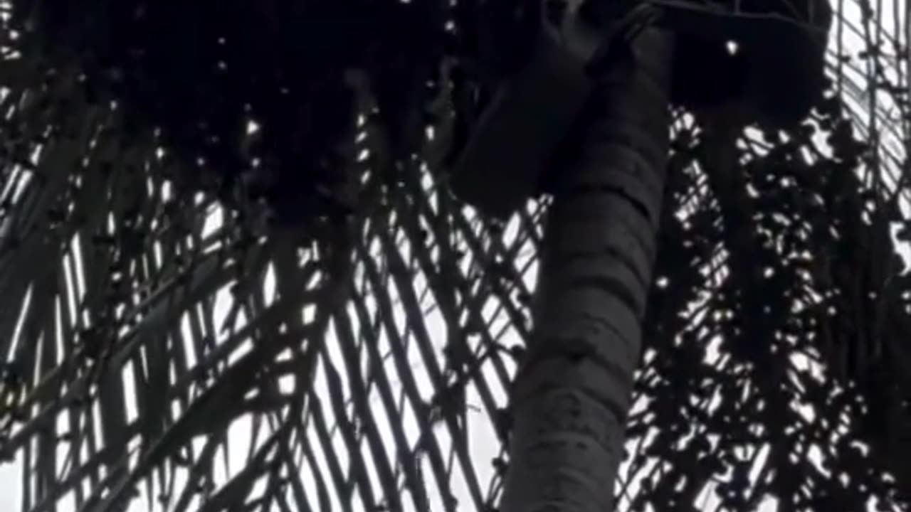 Robô faz colheita de açaí no Brasil