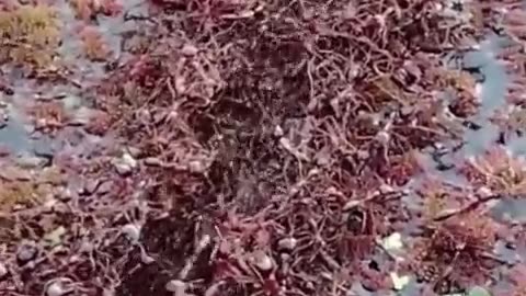 🤯✨ Witness Ants Create Amazing Bridge! | FeedMyCuriosity
