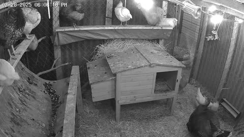 Friday Night in the Hut! Cam1