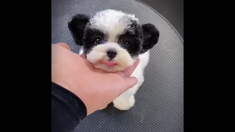 2024 Hilarious Cats and Dogs – Top Animal Videos