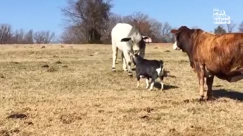 funniest farm animals