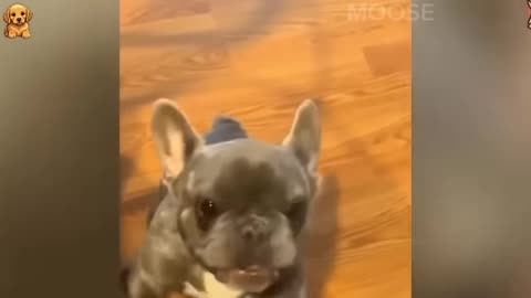 New Funny Cats and Dogs Videos 2024, Best Funniest Animal Video 2025