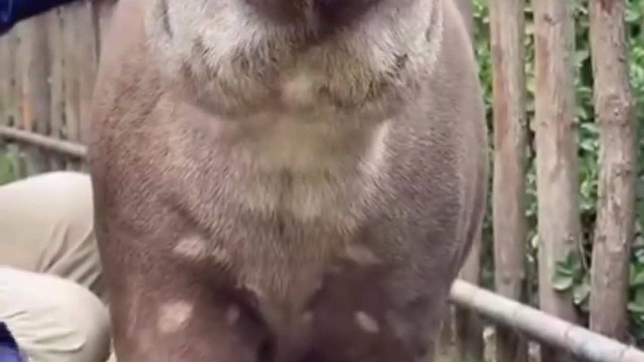 Animals funny video 😂📸