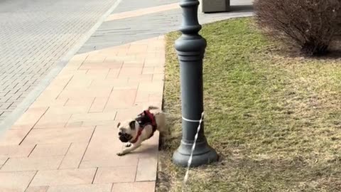 Dog Gone Funny! 😂 Ultimate Compilation