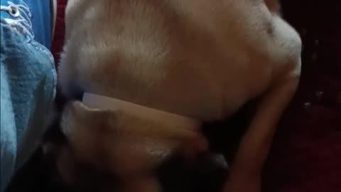 Pinto Pug Sleep Talk