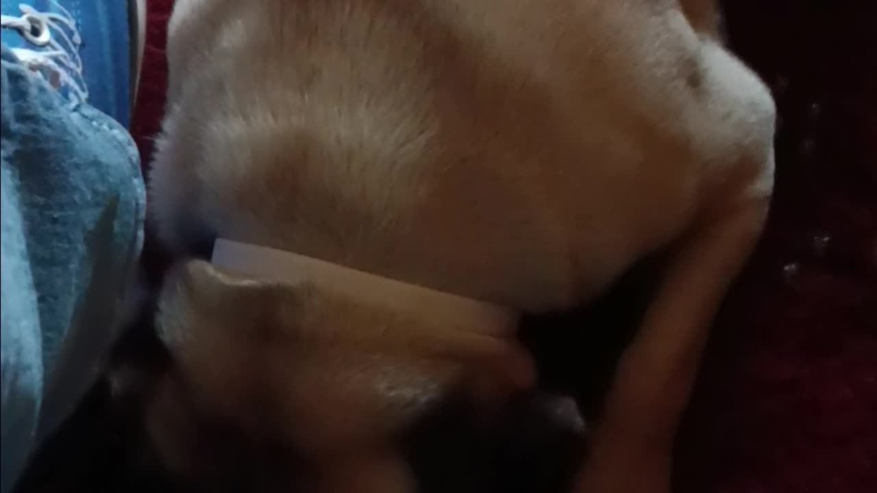 Pinto Pug Sleep Talk