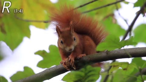 Cute Red Squirrel eats a nut (walnut)