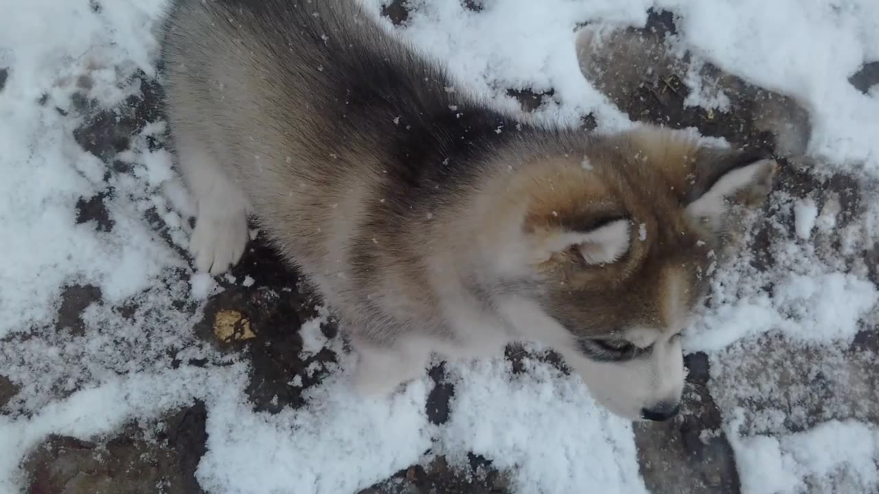 little husky - first winter