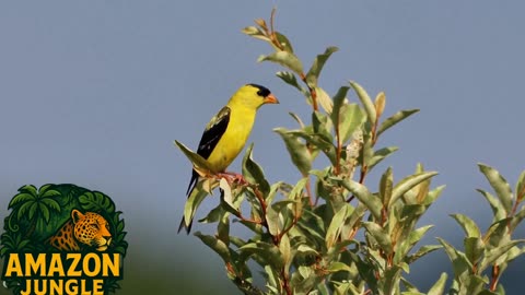 Goldfinch – The Golden Jewel of the Wild 🌟🐦 | Amazon Jungle