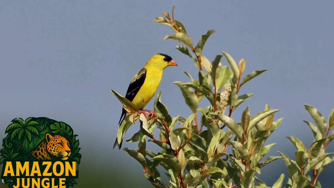 Goldfinch – The Golden Jewel of the Wild 🌟🐦 | Amazon Jungle