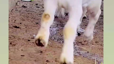 Wow goat kid and cat kid #shorts #trending # kids