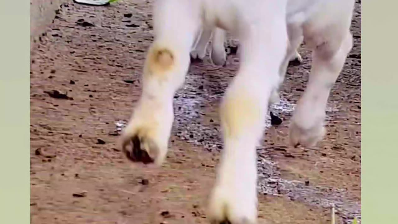 Wow goat kid and cat kid #shorts #trending # kids