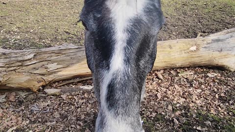 Maciek-Wiesiu-27-02-2025