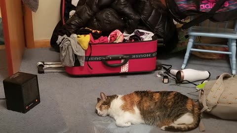 Elsie exploring the darkest corners of her kingdom. #SparklegleamFarm #Elsie #farm #LadyChunkerella