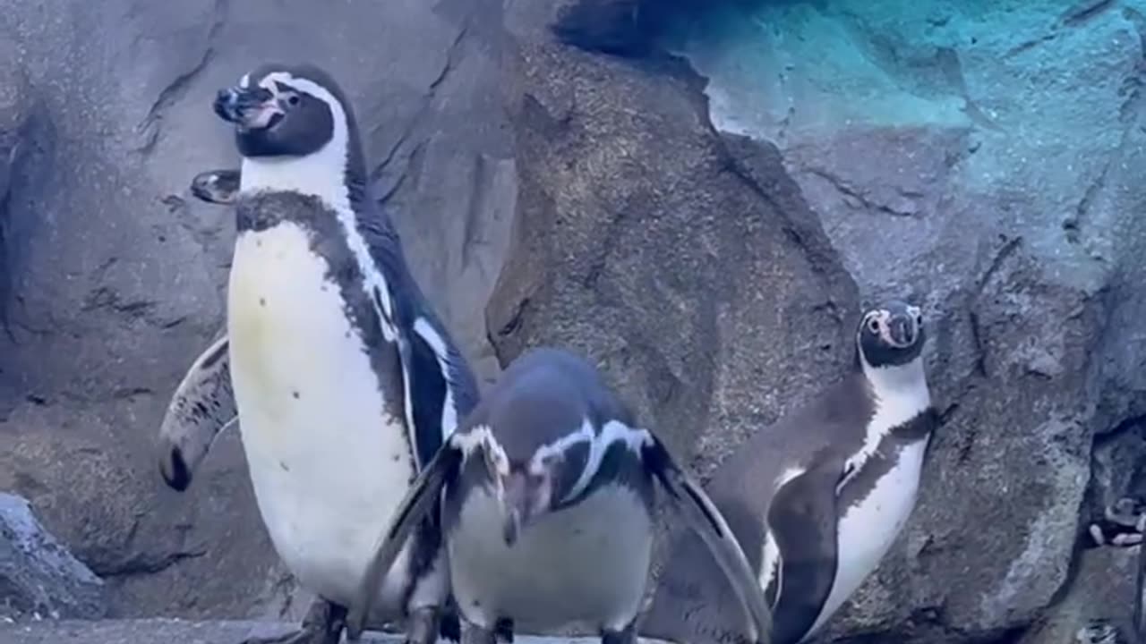 Meet the Penguins: A Journey Through Different Species!