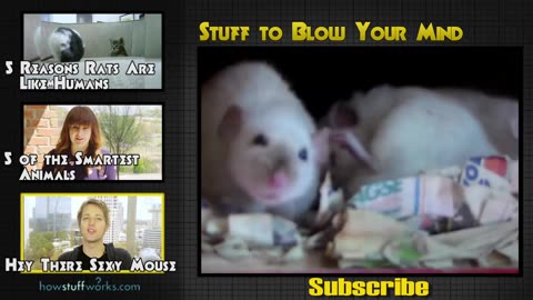 The Rise of the Beautiful Ones: Universe 25 (The Mouse Utopia)