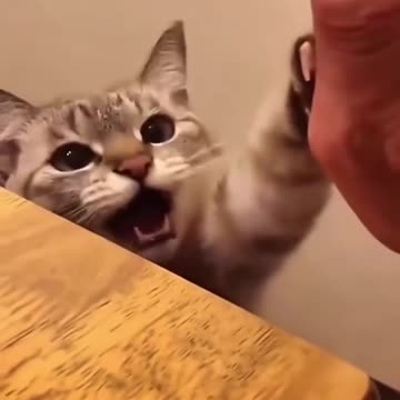 Does your cat also have a weird meow like this