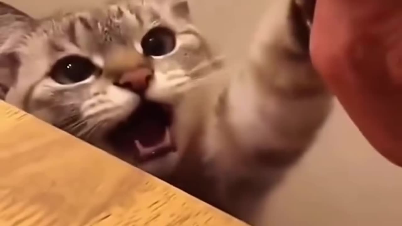 Does your cat also have a weird meow like this