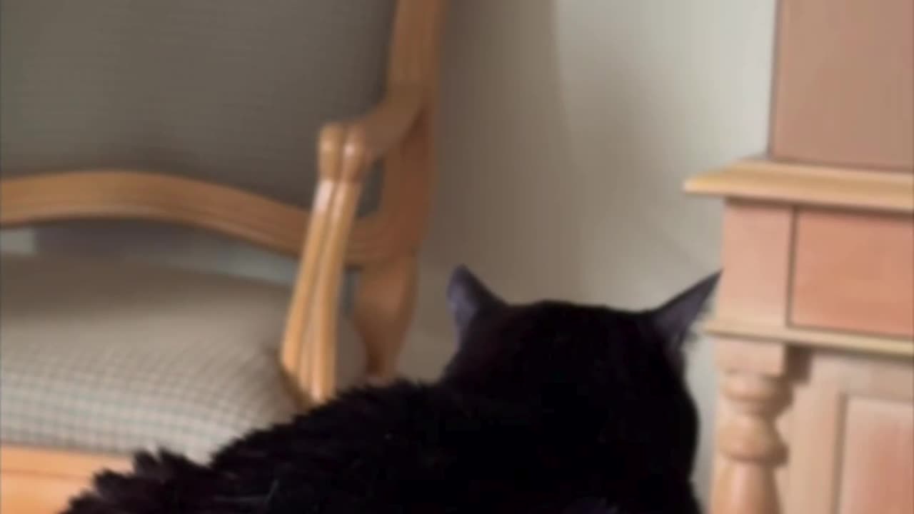 Cute Precious Piper is Very Unpretentious - Adopting a Cat from a Shelter Vlog #shorts