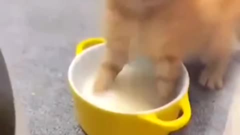 funny cat