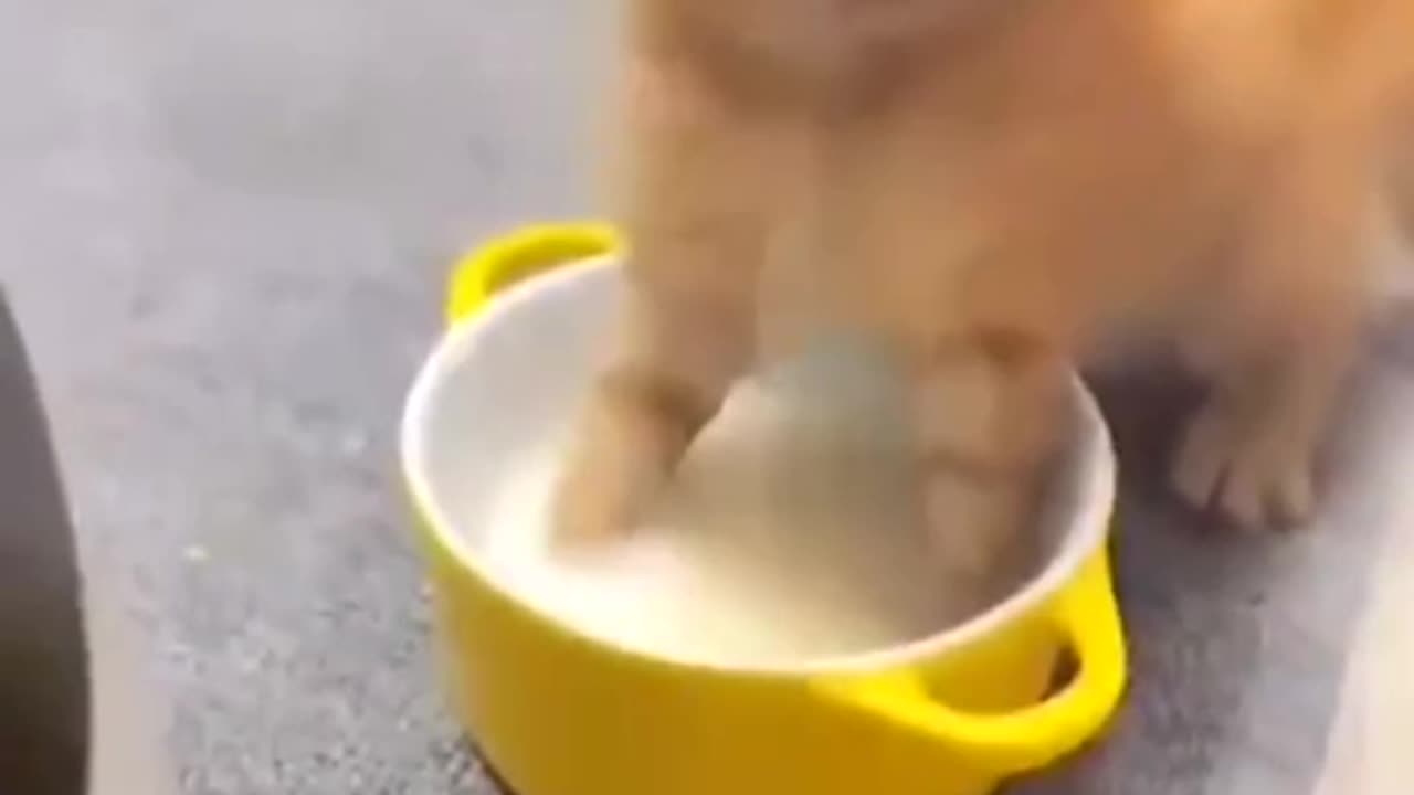 funny cat