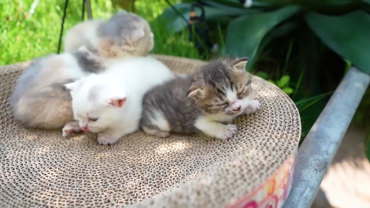 Cats (Baby) Playing