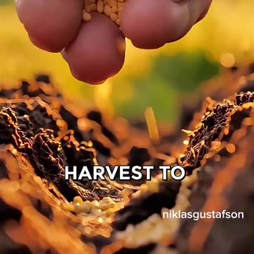 The American Farming Scam. The takeover of our seeds industry...