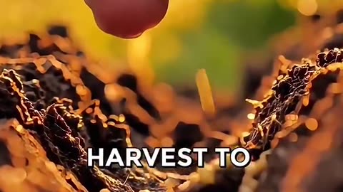 The American Farming Scam. The takeover of our seeds industry...