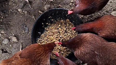 Chickens eating fermented feed