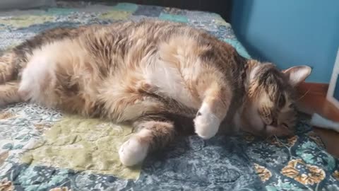 Adorable Cat Flops Front & Reaches Out: Belly Boop Moment!