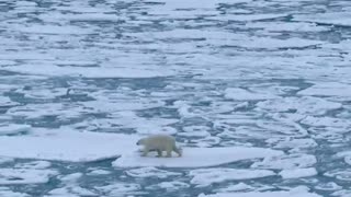 How a polar bear walks on a fragmented ice pack in a wavy sea.