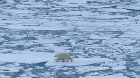 How a polar bear walks on a fragmented ice pack in a wavy sea.