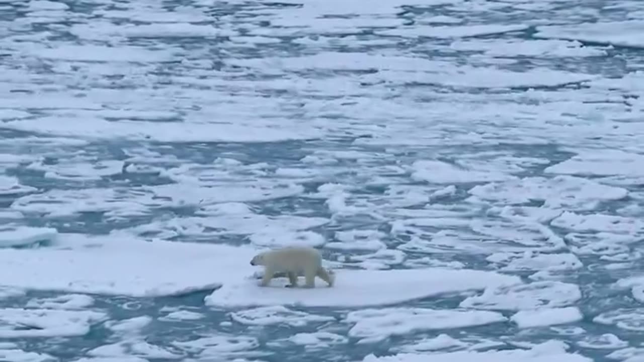 How a polar bear walks on a fragmented ice pack in a wavy sea.