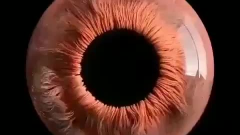 The human eye under a microscope. In the video you can see how the pupil of