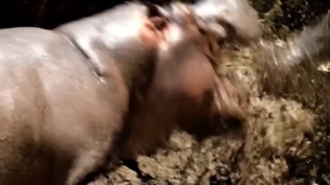 A brutal fight between a crocodile and a hippopotam