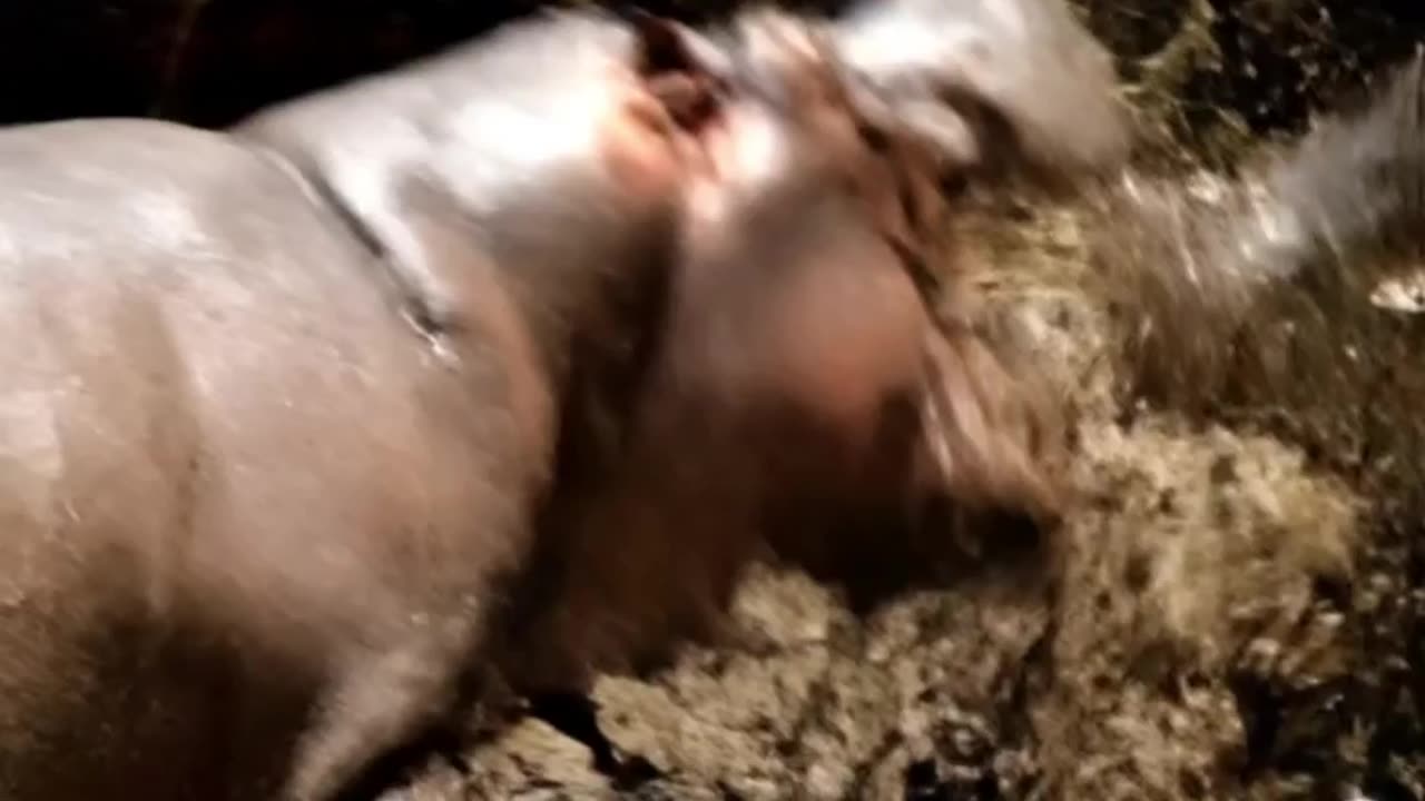 A brutal fight between a crocodile and a hippopotam