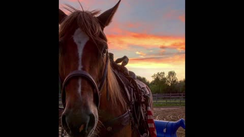 It took a team effort to rescue a 1,300-pound horse from an icy pond in Saratoga Springs, New York.